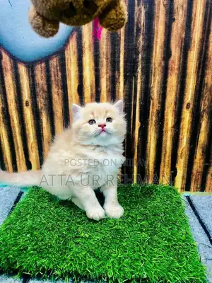 Photo - Persian kittens and adult cats