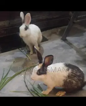 Photo - female rabbit for sale