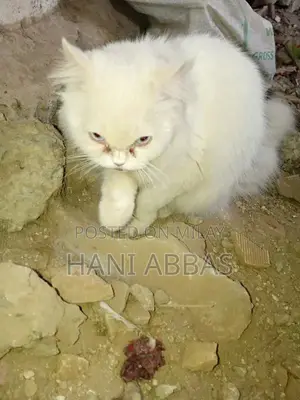 Photo - Persian