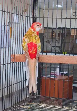 Photo - Cinnamon Rosella – Proven Breeder Female | Healthy & Vibrant