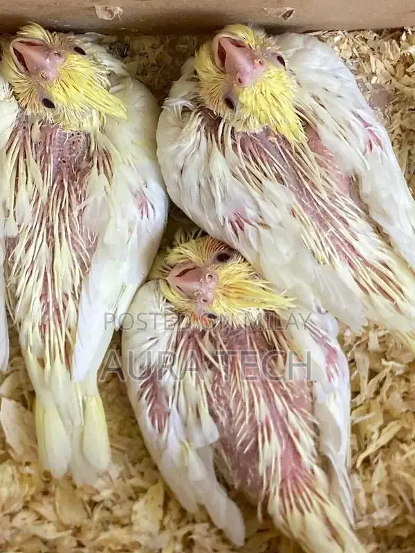 cocktail and love bird Chick available h for hand tame