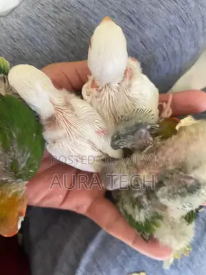 cocktail and love bird Chick available h for hand tame