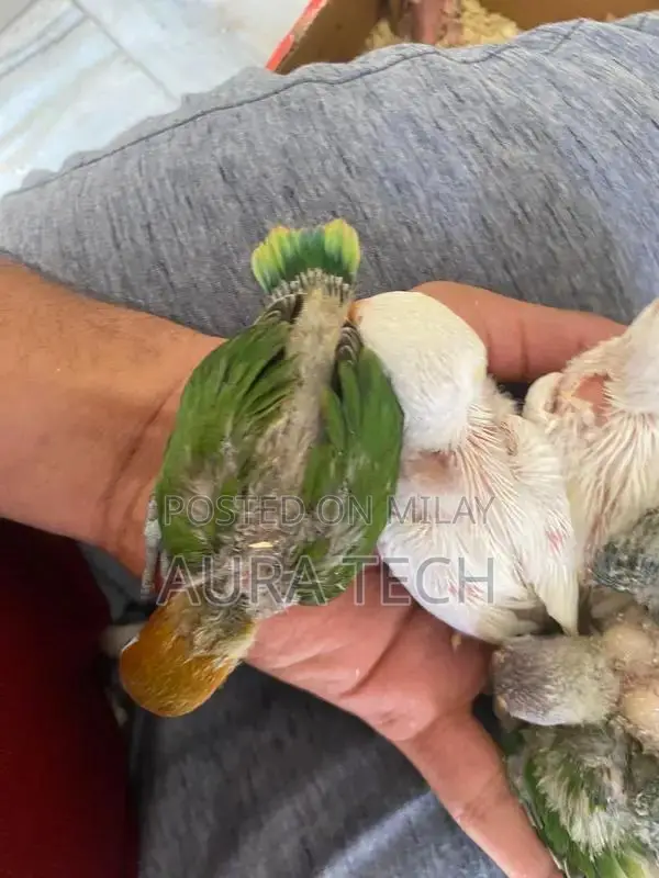 cocktail and love bird Chick available h for hand tame