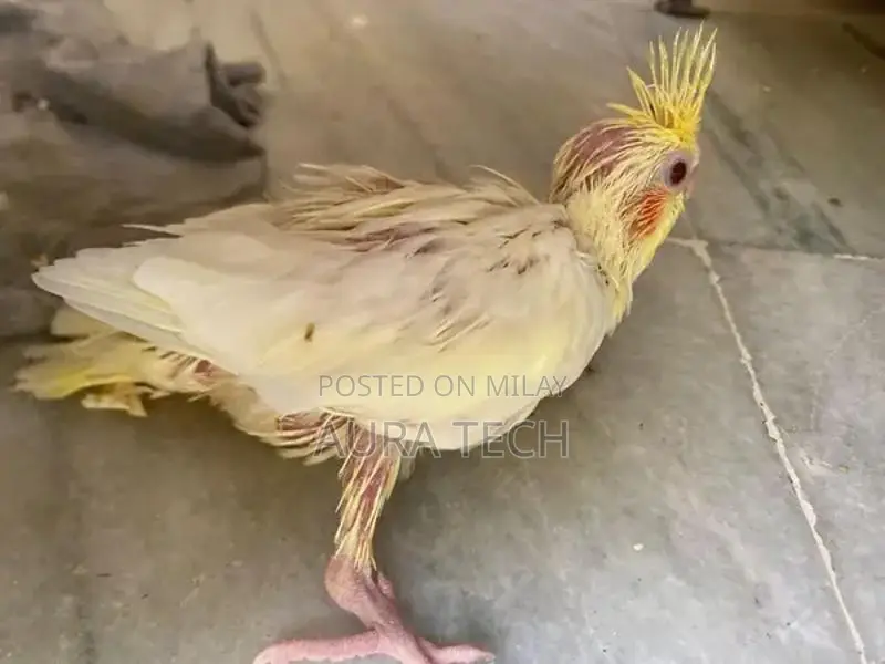 cocktail and love bird Chick available h for hand tame