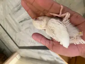 cocktail and love bird Chick available h for hand tame