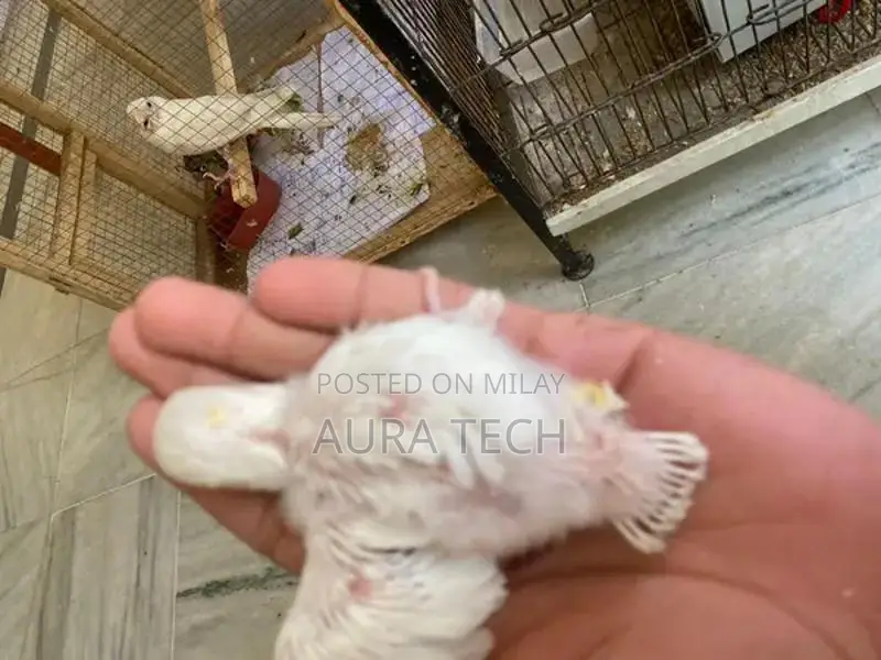 cocktail and love bird Chick available h for hand tame