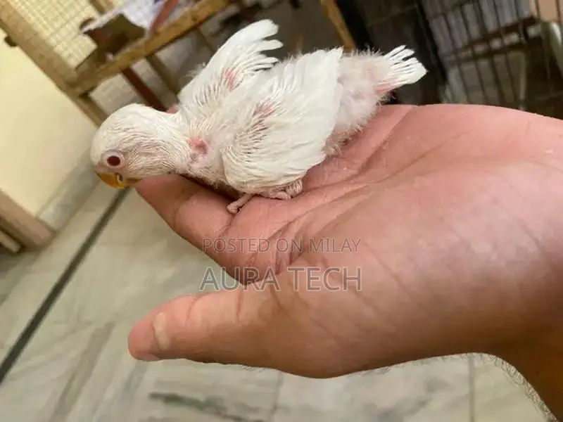 cocktail and love bird Chick available h for hand tame
