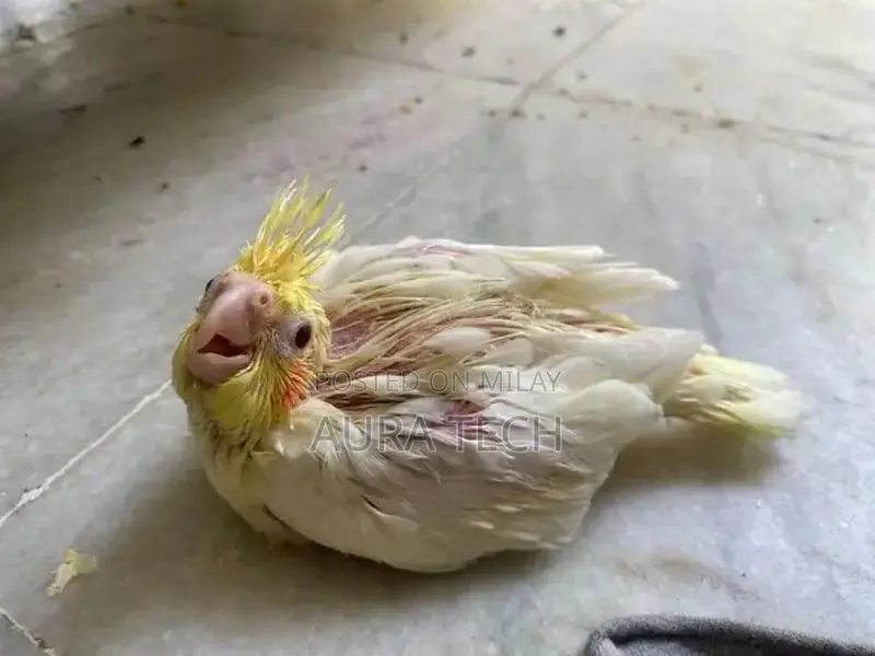 cocktail and love bird Chick available h for hand tame