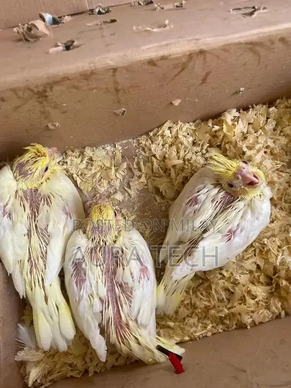 cocktail and love bird Chick available h for hand tame