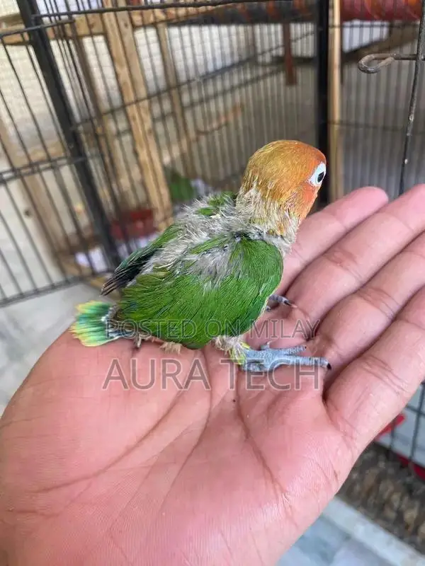 cocktail and love bird Chick available h for hand tame