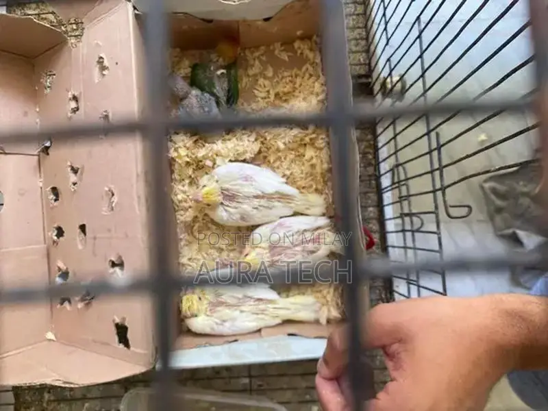 cocktail and love bird Chick available h for hand tame
