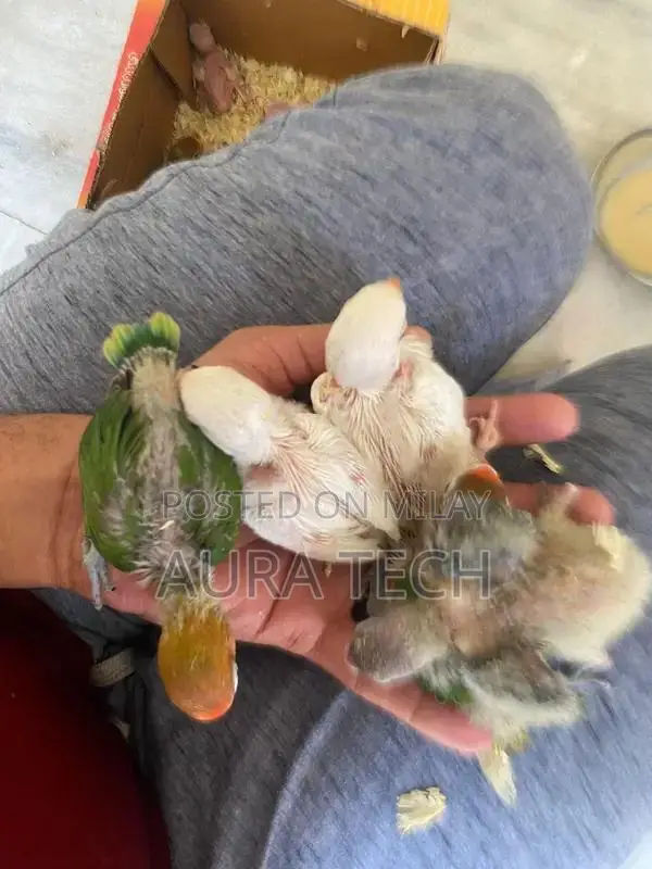 cocktail and love bird Chick available h for hand tame