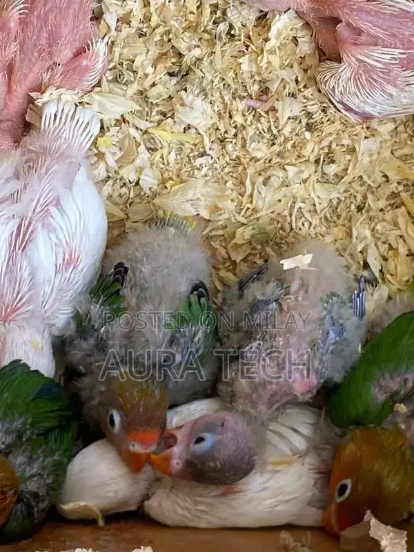 cocktail and love bird Chick available h for hand tame