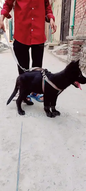 Photo - black female German shepherd