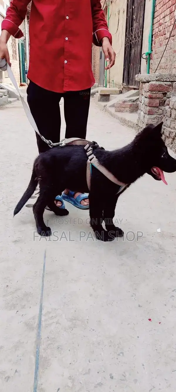 black female German shepherd