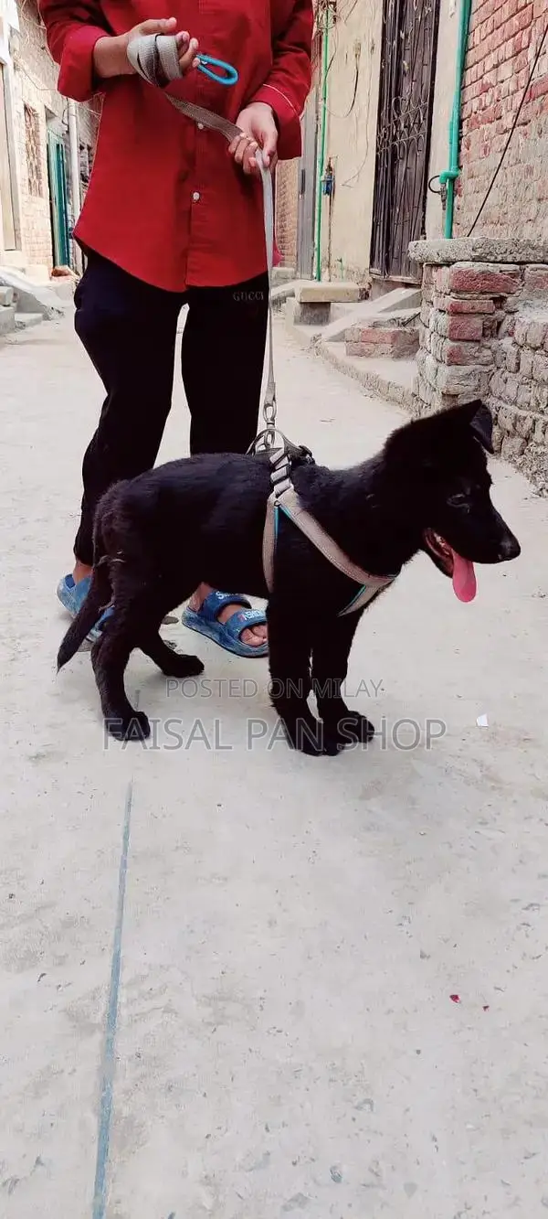 black female German shepherd