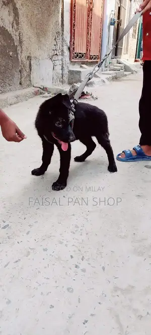 black female German shepherd