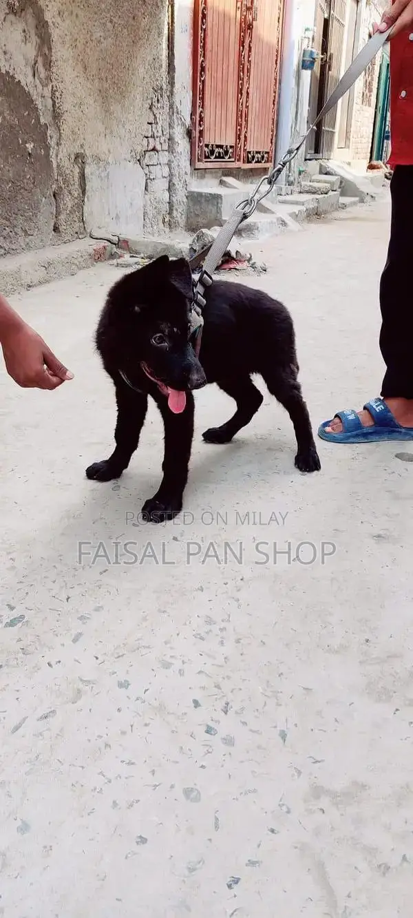 black female German shepherd