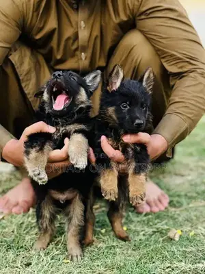 Photo - german shefard triple coat babies