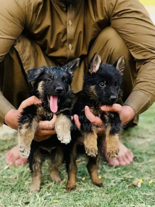 german shefard triple coat babies