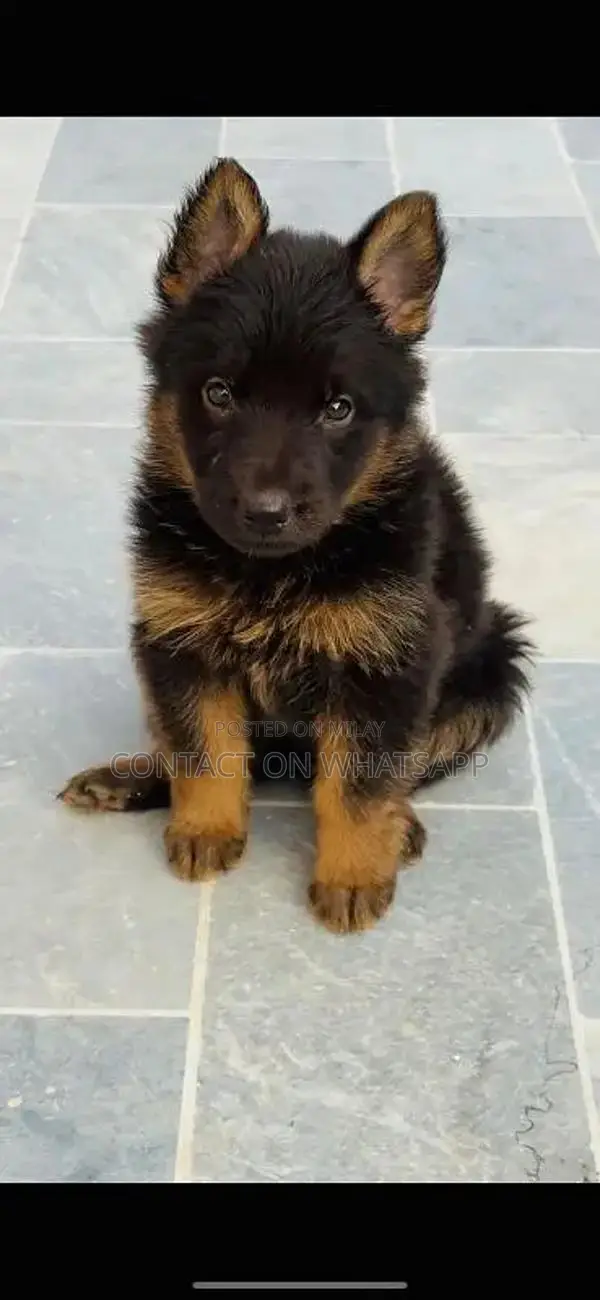 german shefard triple coat babies