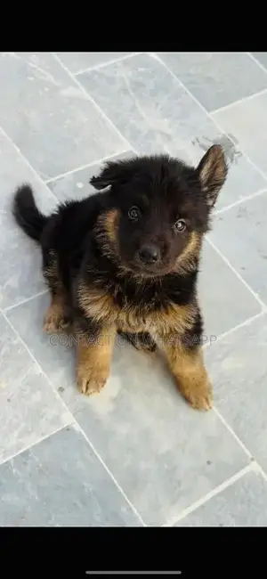 german shefard triple coat babies