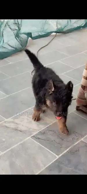 german shefard triple coat babies