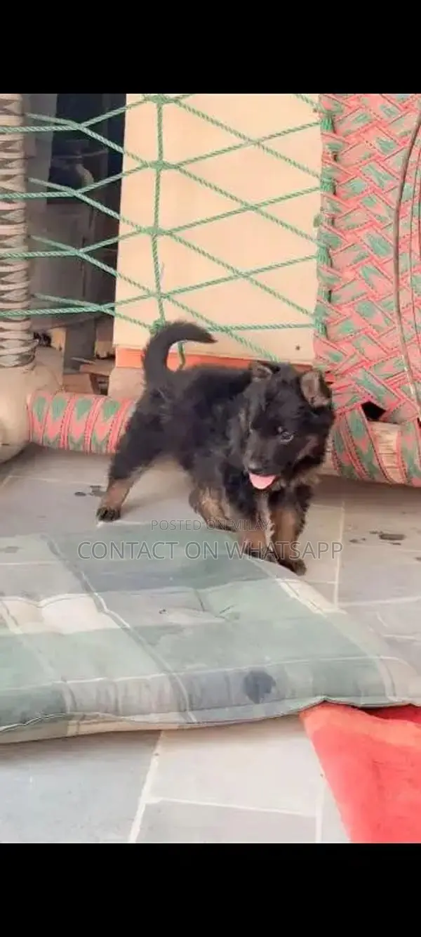 german shefard triple coat babies