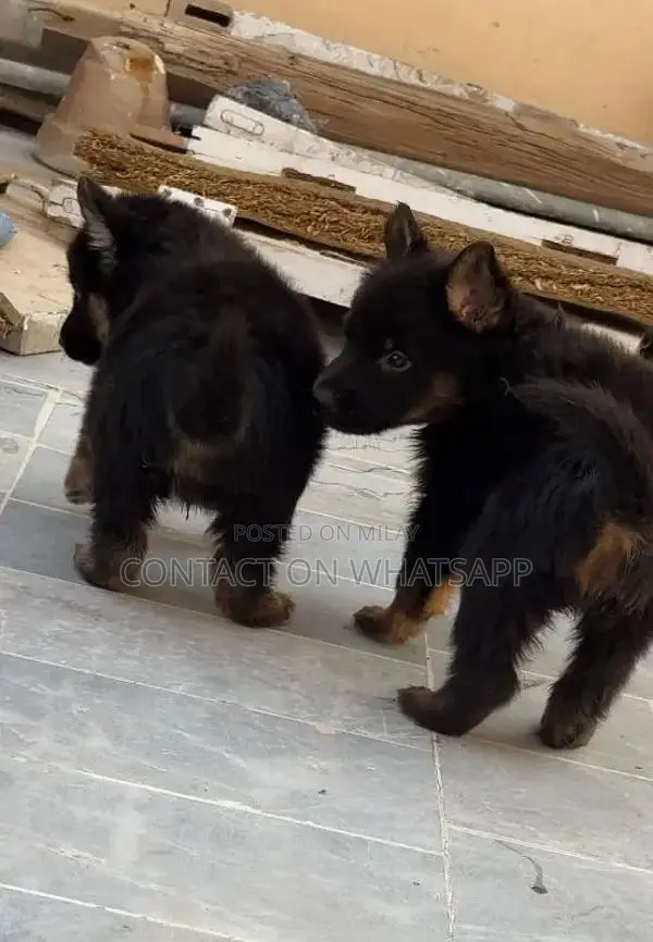 german shefard triple coat babies