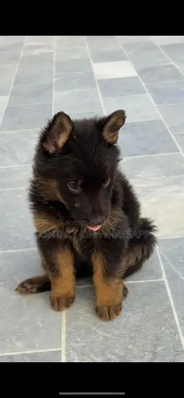german shefard triple coat babies