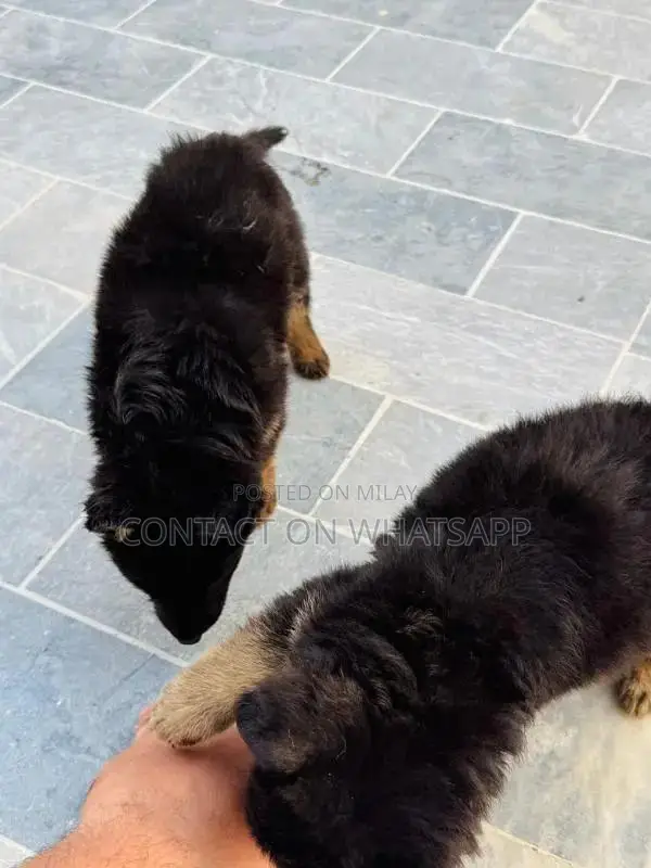 german shefard triple coat babies