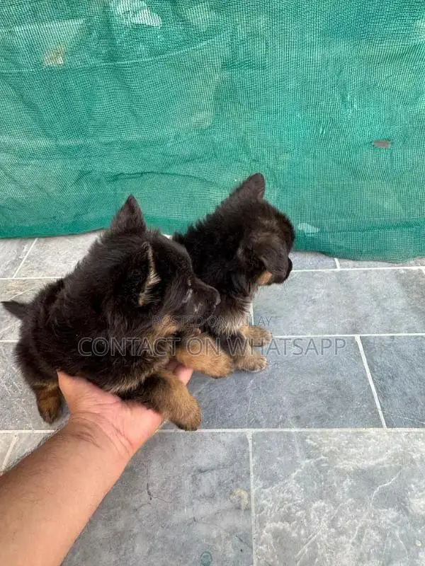 german shefard triple coat babies