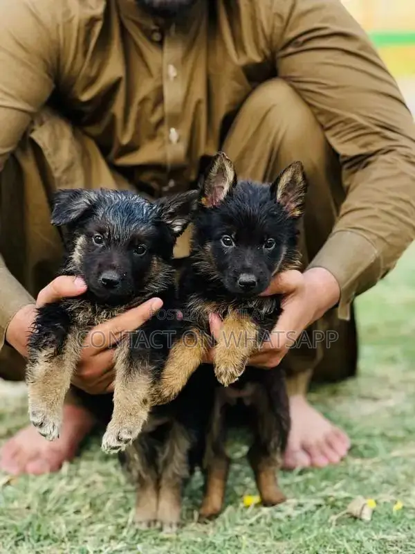 german shefard triple coat babies