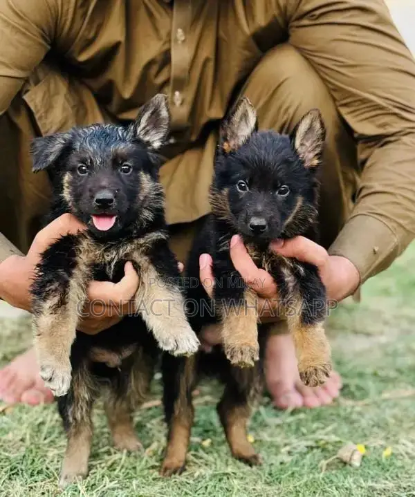 german shefard triple coat babies