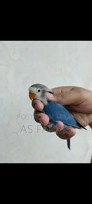 Photo - colour love bird green fischer . blue . lutino