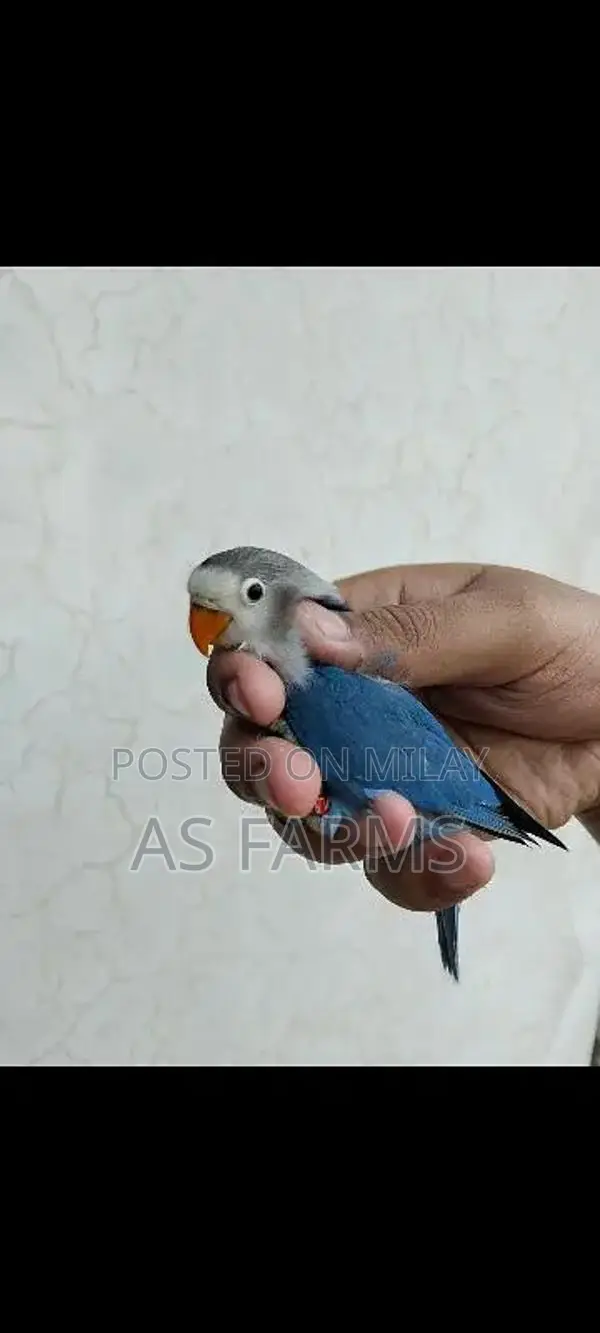 colour love bird green fischer . blue . lutino
