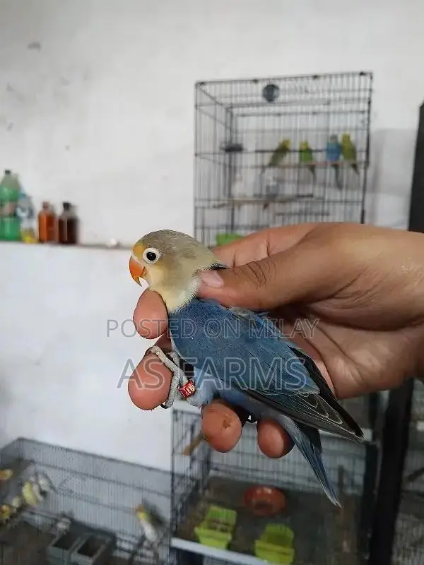 colour love bird green fischer . blue . lutino