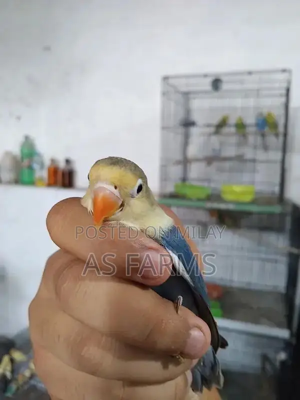 colour love bird green fischer . blue . lutino