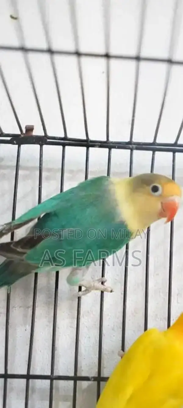 colour love bird green fischer . blue . lutino