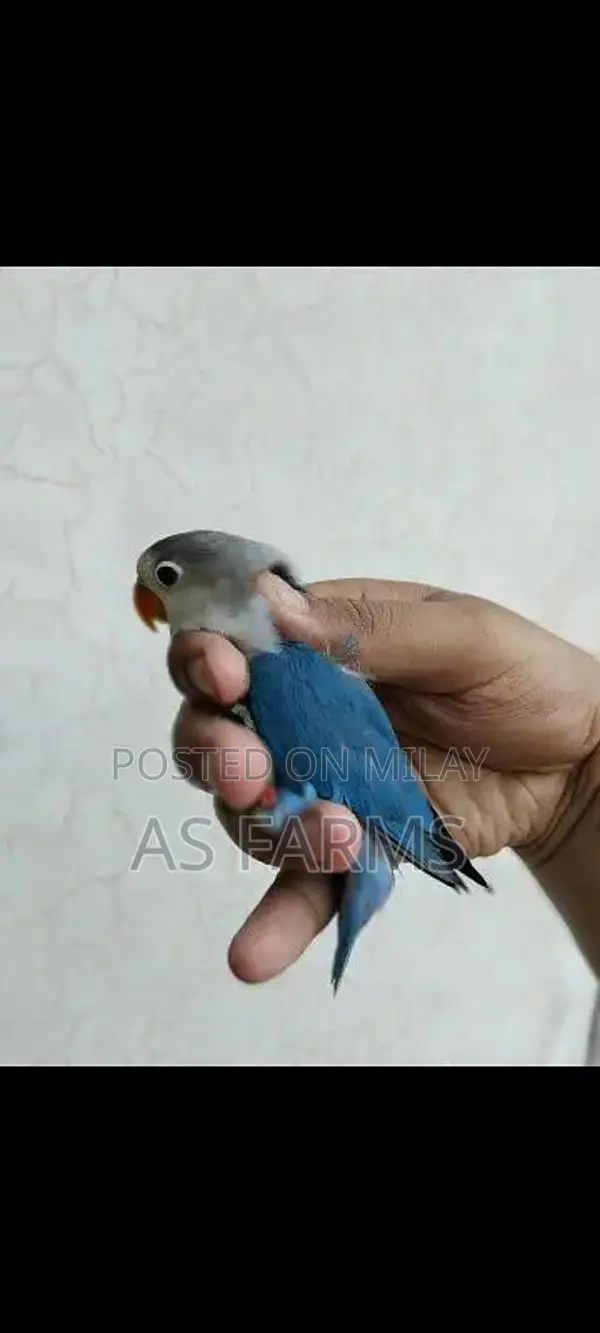 colour love bird green fischer . blue . lutino