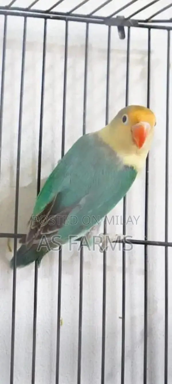 colour love bird green fischer . blue . lutino