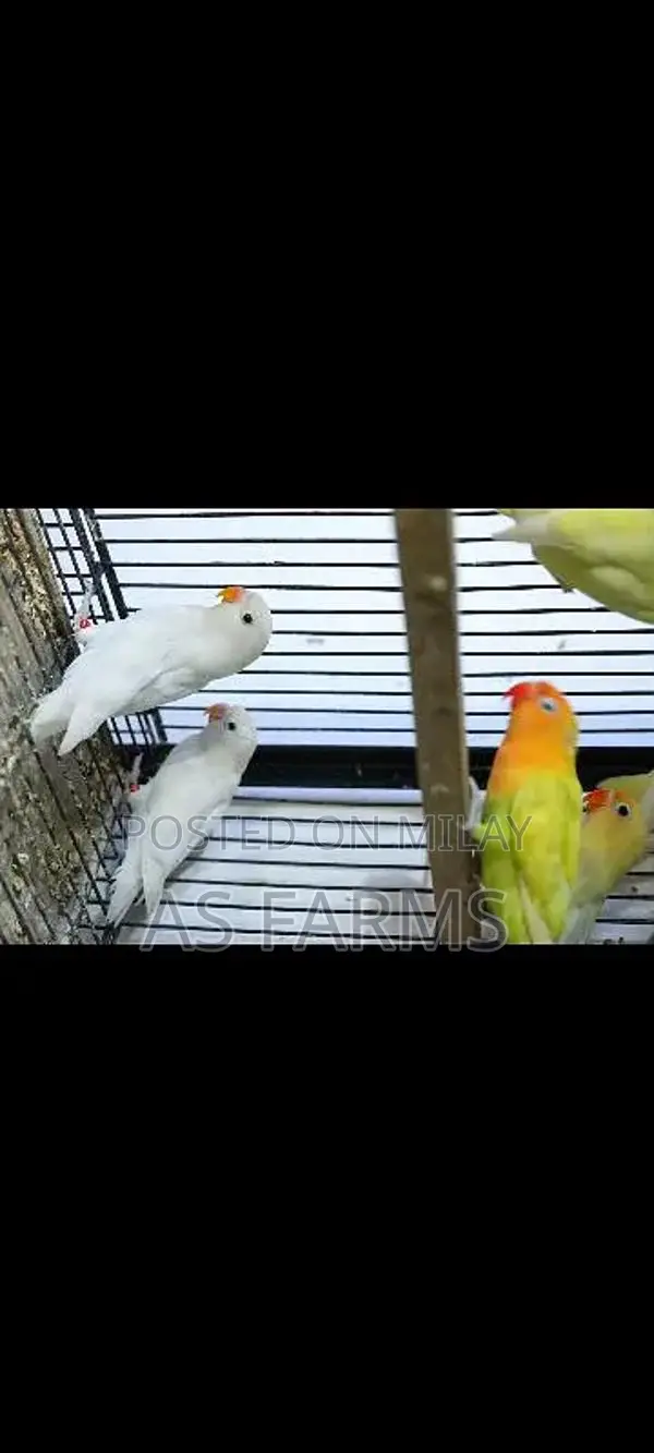 colour love bird green fischer . blue . lutino