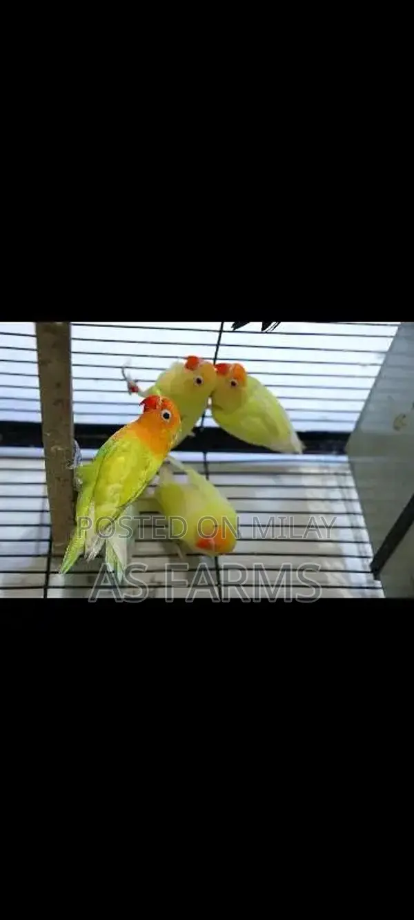 colour love bird green fischer . blue . lutino