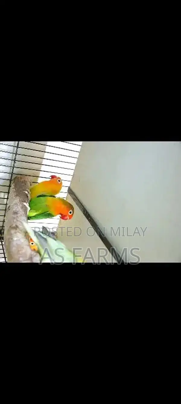colour love bird green fischer . blue . lutino