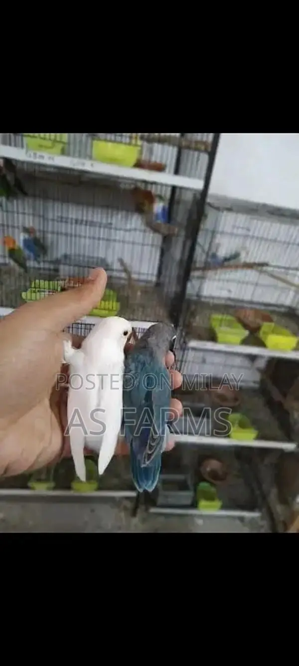 colour love bird green fischer . blue . lutino