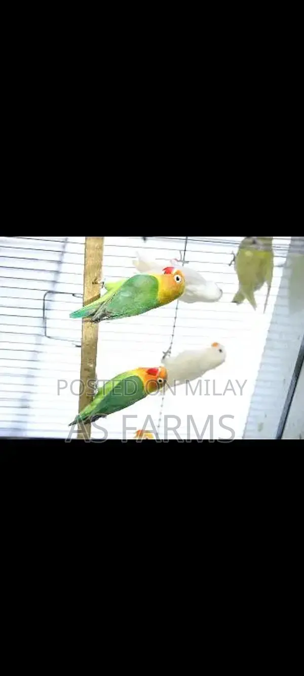 colour love bird green fischer . blue . lutino