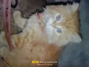 blue eyes,CLR white,golden,black,smoky bath training