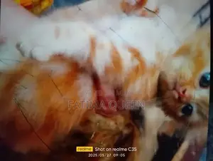 blue eyes,CLR white,golden,black,smoky bath training