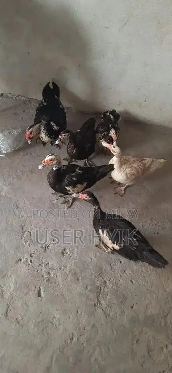 5 female 1 male