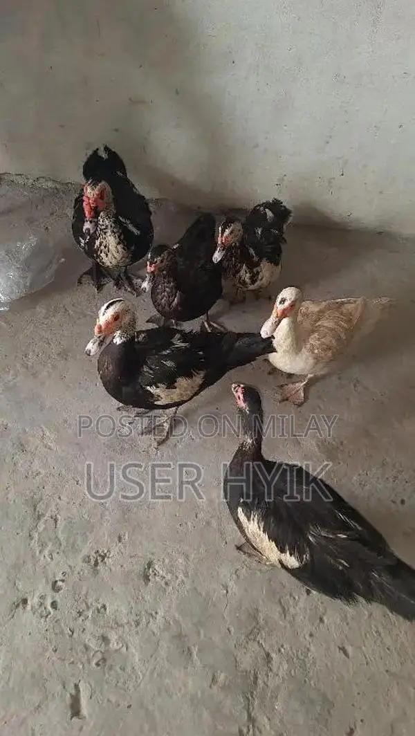 5 female 1 male